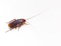 Close up of cockroach on white