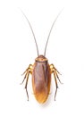 Close up cockroach on white background Royalty Free Stock Photo