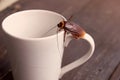 Close up cockroach on white cup drink