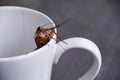 Close up cockroach in white cup drink Royalty Free Stock Photo