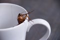 Close up cockroach in white cup drink