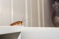 Close up a cockroach on white cupboard Royalty Free Stock Photo