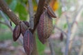 Close up Cocoa plants in nature Background.