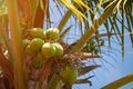 Close-up of coconut bundle