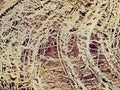 Close up of a coconut coir structure, shot on a coconut fiber tree, brown natural background. for consumption and environmental Royalty Free Stock Photo