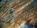 Close up of a coconut coir structure, shot on a coconut fiber tree, brown natural background for consumption and environmental Royalty Free Stock Photo