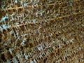 Close up of a coconut coir structure, shot on a coconut fiber tree, brown natural background for consumption and environmental Royalty Free Stock Photo