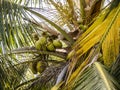 Close-up of coconut fruit among the leaves of the tree Royalty Free Stock Photo
