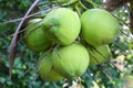 Close up coconut fruits on tree. Royalty Free Stock Photo