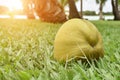 Close-up coconut on the ground lawn