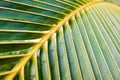 Close up coconut leaf show beautiful line and curve, coconut tree on the beach by the sea.