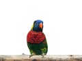 Close up Coconut Lorikeet Perched on Branch Isolated on White Background with Clipping Path Royalty Free Stock Photo