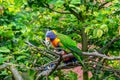 Coconut lorikeet trichoglossus haematodus sitting tree with green foliage