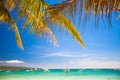 Close-up Coconut Palm tree on the sandy beach Royalty Free Stock Photo