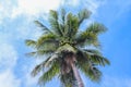 Coconut or palm tree and vivid blue sky with clouds on background Royalty Free Stock Photo