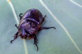 Close up of coconut rhinoceros beetle on leaf