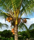 Close up on coconut tree
