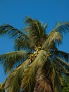 Close up coconut tree Royalty Free Stock Photo