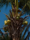 Close up coconut tree Royalty Free Stock Photo