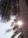 Close Up Coconut tree , Sunny day . Royalty Free Stock Photo