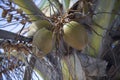 Close-up on coconuts