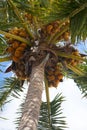 Close-up on coconuts