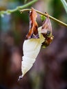 CloseUp of cocoonOn twig