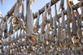 Close up of cod fish drying on traditional wooden racks in Lofoten Islands, Norway, Europe