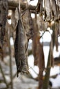 Close up of cod fish drying on traditional wooden racks in Lofoten Islands, Norway, Europe