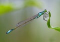 Close up Coenagrionidae dragonfly Royalty Free Stock Photo