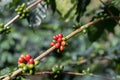 Close up Coffee bean,Arabicas Coffee Tree