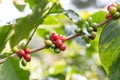 Close up Coffee bean,Arabicas Coffee Tree