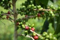 Coffee beans and trees at the coffee plantations in Lake Toba. Sumatra, Indonesia Royalty Free Stock Photo