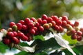 Close-up of coffee berries cherries grow in clusters along the branch of coffee tree growing under forest canopy shade-grown Royalty Free Stock Photo