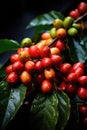 Close-up of coffee fruit at a coffee farm on a branch, Colombia