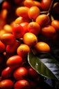 Close-up of coffee fruit at a coffee farm on a branch, Colombia