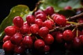 Close-up of coffee fruit at a coffee farm on a branch, Colombia