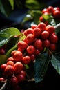 Close-up of coffee fruit at a coffee farm on a branch, Colombia