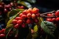 Close-up of coffee fruit at a coffee farm on a branch, Colombia