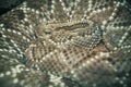 Close-up of a coiled eastern diamondback rattlesnake