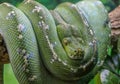 Close up of coiled green snake.Macro shot