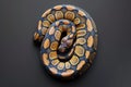 CloseUp of a Coiled Python with Striking Patterns
