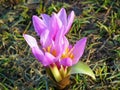 Close up of Colchicum flower in Alborz mountains Royalty Free Stock Photo