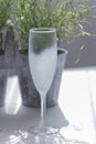 Close-up of a cold, empty champagne glass with a green plant in the background on a white table Royalty Free Stock Photo