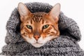 Close-up of cold frozen relaxed homeless cute ginger bengal cat covered with warm knitted scarf on white background