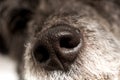 Close up of the cold wet nose of a dog Royalty Free Stock Photo