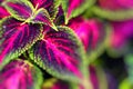 Close up of Coleus leaves Painted nettle,Flame nettle