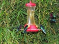 Close up of Colibris in trough. Hanging wild bird feeder. Red base feeder with flower design, attracts curious hummingbirds in the Royalty Free Stock Photo