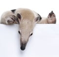 Close-up on a Collared Anteater Royalty Free Stock Photo