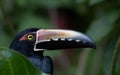 Close up of a Collared aracari with its beak outlined Royalty Free Stock Photo